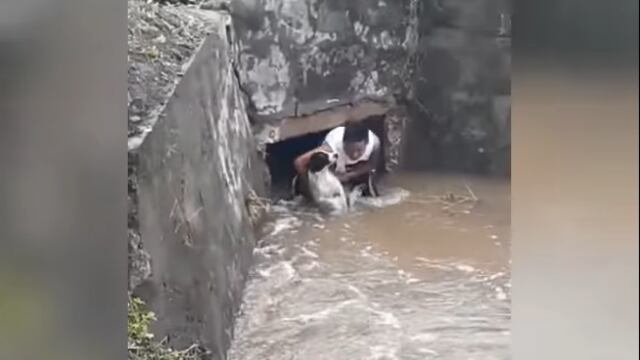 Un hombre se arrojó a un canal para salvar la vida a un perro callejero