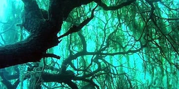 Existe un bosque sumergido en el agua y está ubicado en la provincia de Neuquén.