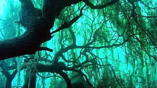 Existe un bosque sumergido en el agua y está ubicado en la provincia de Neuquén.