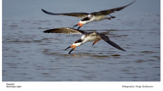 Será el 12 y 13 de Noviembre en la Albufera de la laguna
