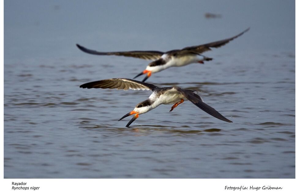 Mar Chiquita se prepara para vivir el 4to Festival de Aves Migratorias