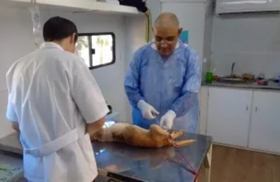 Oberá: el Quirófano Móvil se encuentra presente en barrio Norte