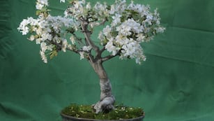 Bonsai