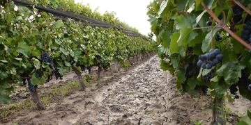Los productores sostienen que este año por el impacto de la sequía y la ola de calor, la cosecha se adelantó varios días y crece la necesidad de tener gente para trabajar.
FOTO PATRICIO CANEO LOS ANDES