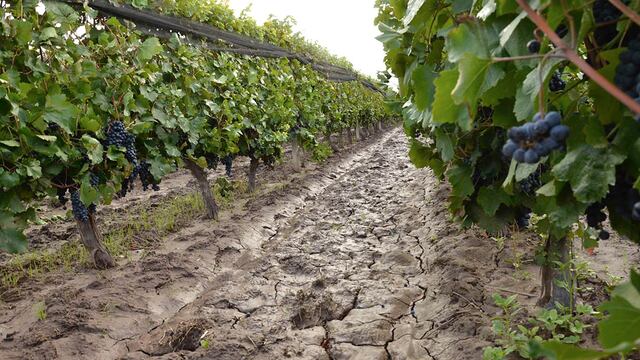 Los productores sostienen que este año por el impacto de la sequía y la ola de calor, la cosecha se adelantó varios días y crece la necesidad de tener gente para trabajar.
FOTO PATRICIO CANEO LOS ANDES