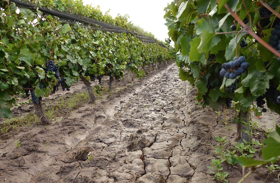 Preocupación de los viñateros sanjuaninos por la falta de mano de obra para la cosecha