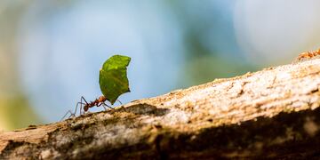 Podemos preparar excelentes remedios naturales para confundir o eliminar insectos sin generar un daño ambiental a nuestro jardín.