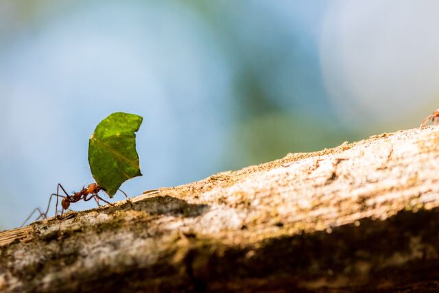 Podemos preparar excelentes remedios naturales para confundir o eliminar insectos sin generar un daño ambiental a nuestro jardín.