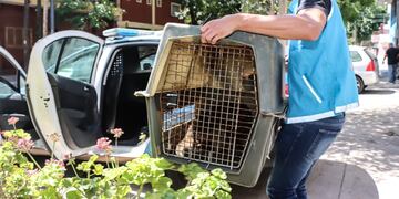 El procedimiento de rescate