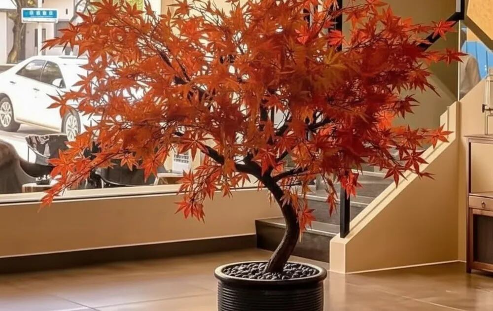 Un patio interno armonioso y de bajo mantenimiento es posible gracias a la presencia del arce japonés y su crecimiento controlado.