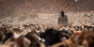 San Juan busca frenar el reciente ingreso de animales desde Chile a Calingasta