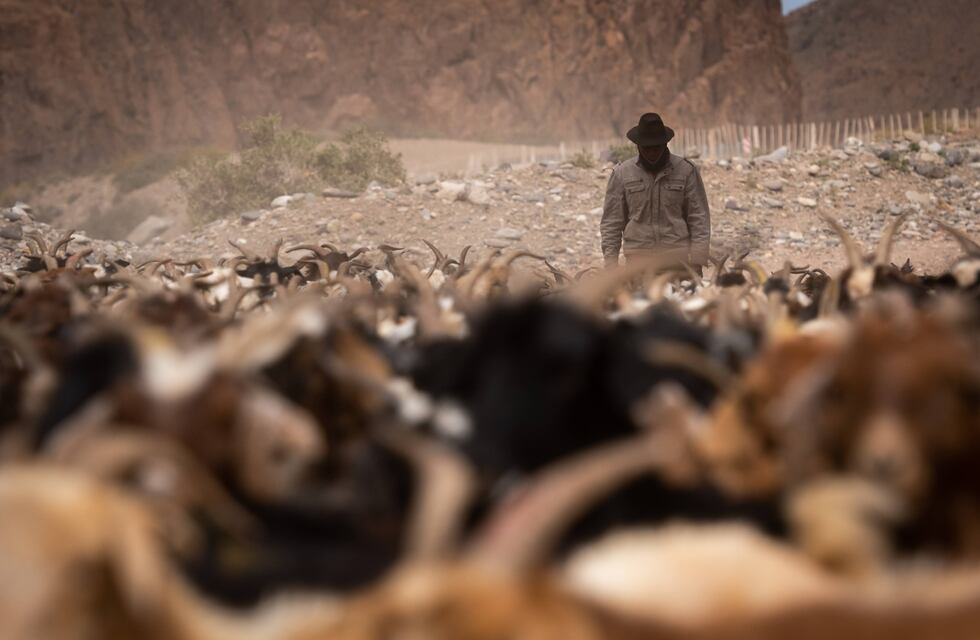 Preocupa en San Juan el ingreso de animales provenientes desde la Cuarta Región de Chile