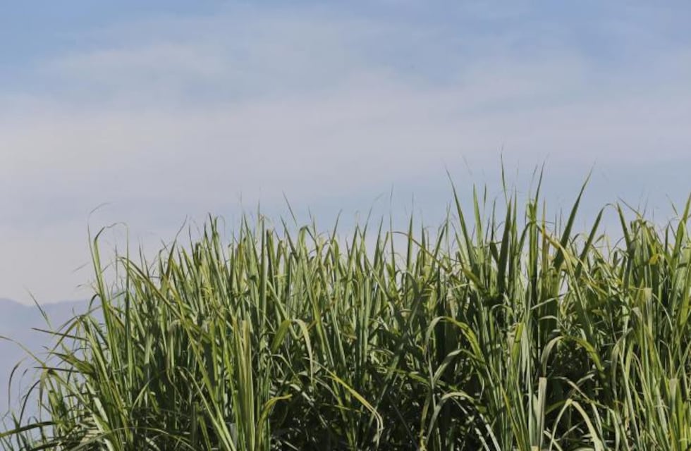 Ya va en un 51 por ciento la zafra azucarera