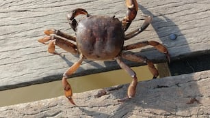 Vieron un cangrejo en la costanera.