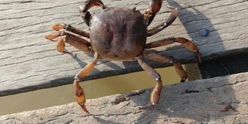 Vieron un cangrejo en la costanera.