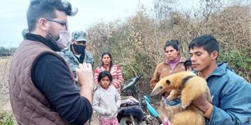 Recuperaron un oso melero que vendían por Facebook en Burruyacú.