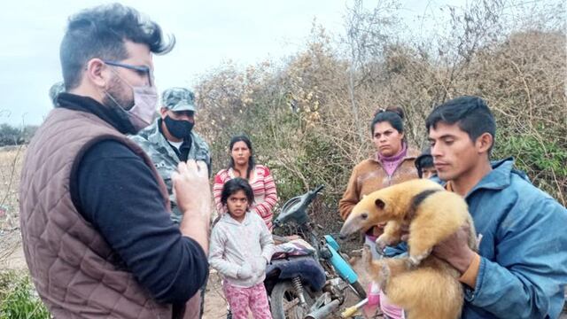Recuperaron un oso melero que vendían por Facebook en Burruyacú.