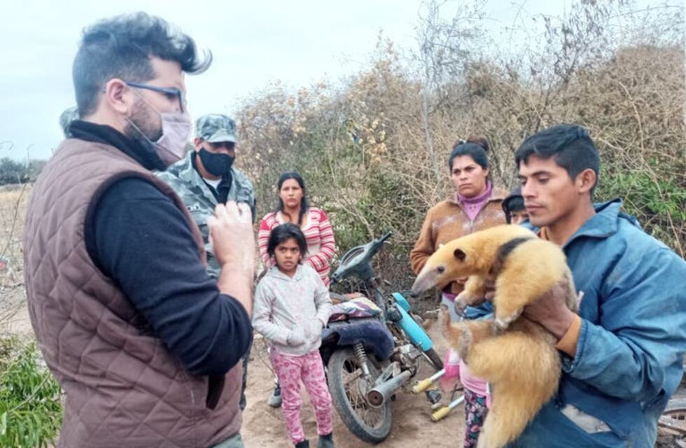 Burruyacú: recuperaron un “Oso melero” que vendían en las redes sociales
