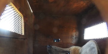 El ejemplar tiene un collar con el que planean hacer un seguimiento satelital durante 18 meses..