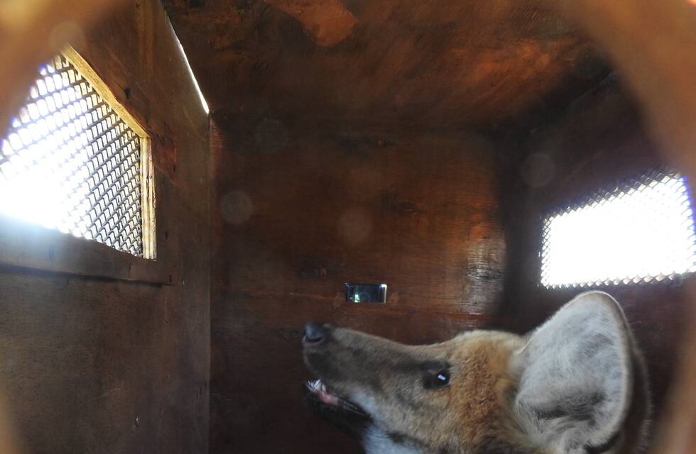 Reinsertaron a un aguará guazú en su hábitat tras un año de adaptación