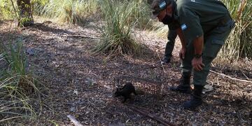 Liberan a un Gato Montés en la Reserva Natural de Claromecó