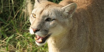 Alerta en Posadas por la posible presencia de un puma en barrio Pellegrini.