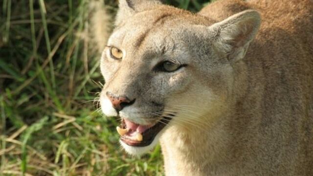 Alerta en Posadas por la posible presencia de un puma en barrio Pellegrini.