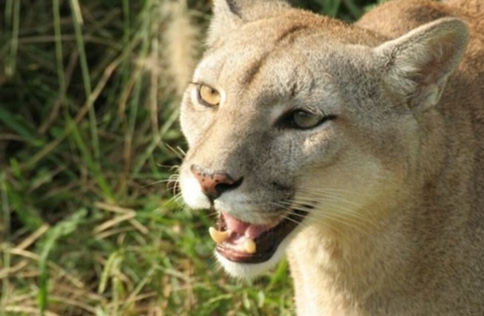 Alerta en Posadas por la posible presencia de un puma en barrio Pellegrini