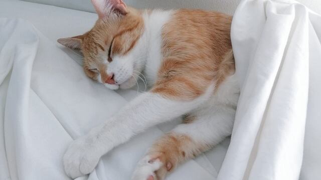 Monchis, el gato encerrado.