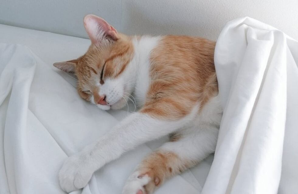 Acá hay gato encerrado: el particular escondite que eligió un felino en Madrid y se hizo viral