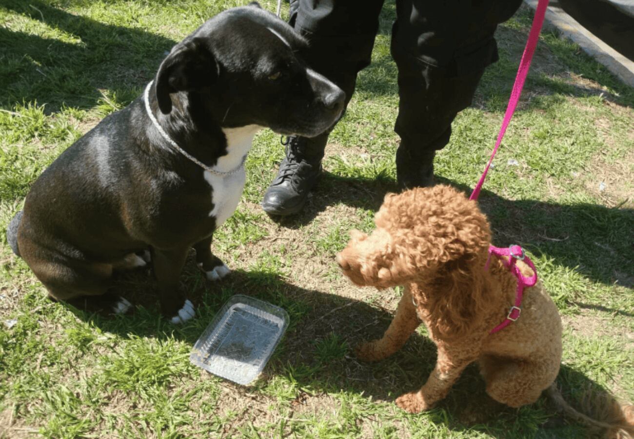 Maltrato animal en Rosario