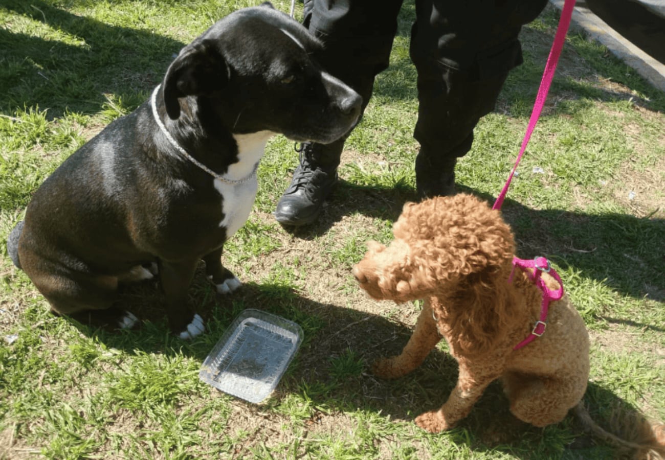 Maltrato animal en Rosario