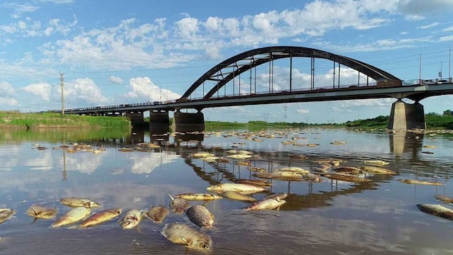 La gran cantidad de pescados sin vida encendió la alarma en las zonas cercanas a Santa Fe y Esperanza. (@eleisegui)