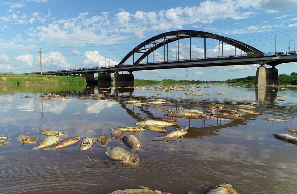 Hallaron rastros de agroquímicos tras la muerte de peces en el río Salado