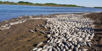 Mortandad de peces en la Junta del Río Salí y Arroyo Mista debido a factores climáticos y naturales.