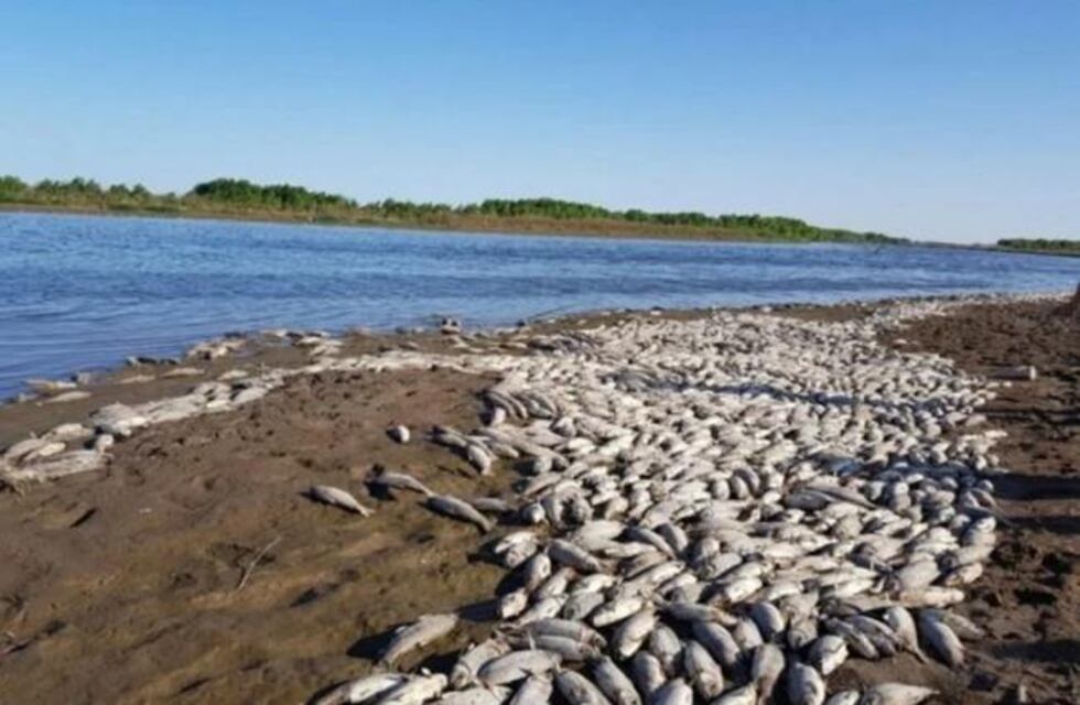 Investigan mortandad de peces en Tucumán