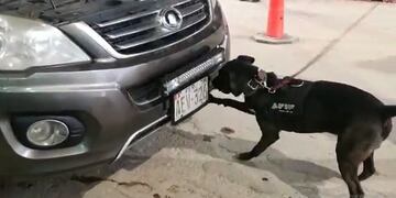 A pesar del artilugio dispuesto para ocultar la droga, el perro Kuai detectó la cocaína en el zona de motor del vehículo.