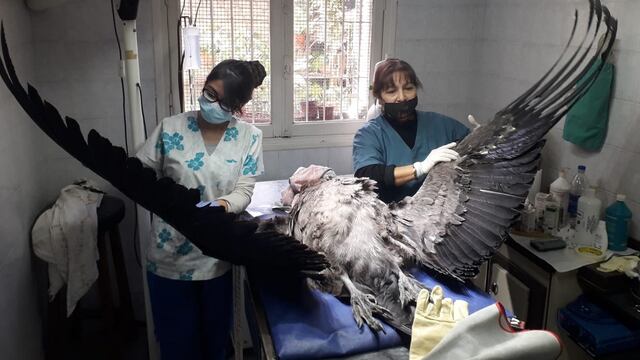 Bajo anestesia el cóndor andino rescatado fue revisado y curado por personal veterinario. Se recupera y se espera su pronta liberación. Gentileza