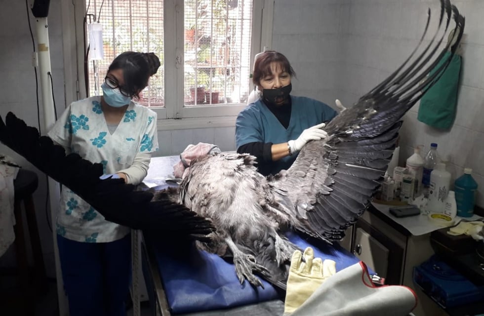 Rescataron un cóndor andino enfermo en Puente del Inca