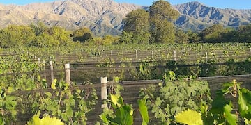 Las uvas del Viarago crecen al pie del Champaquí.