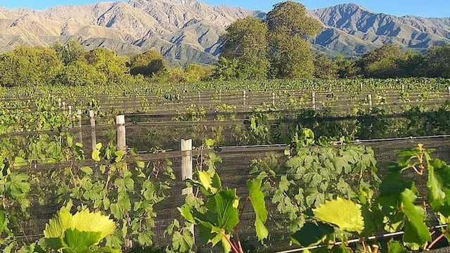 Las uvas del Viarago crecen al pie del Champaquí.