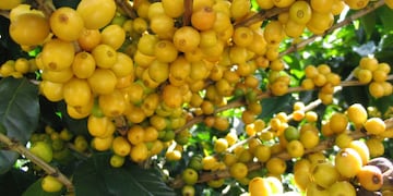 La fruta de oro.