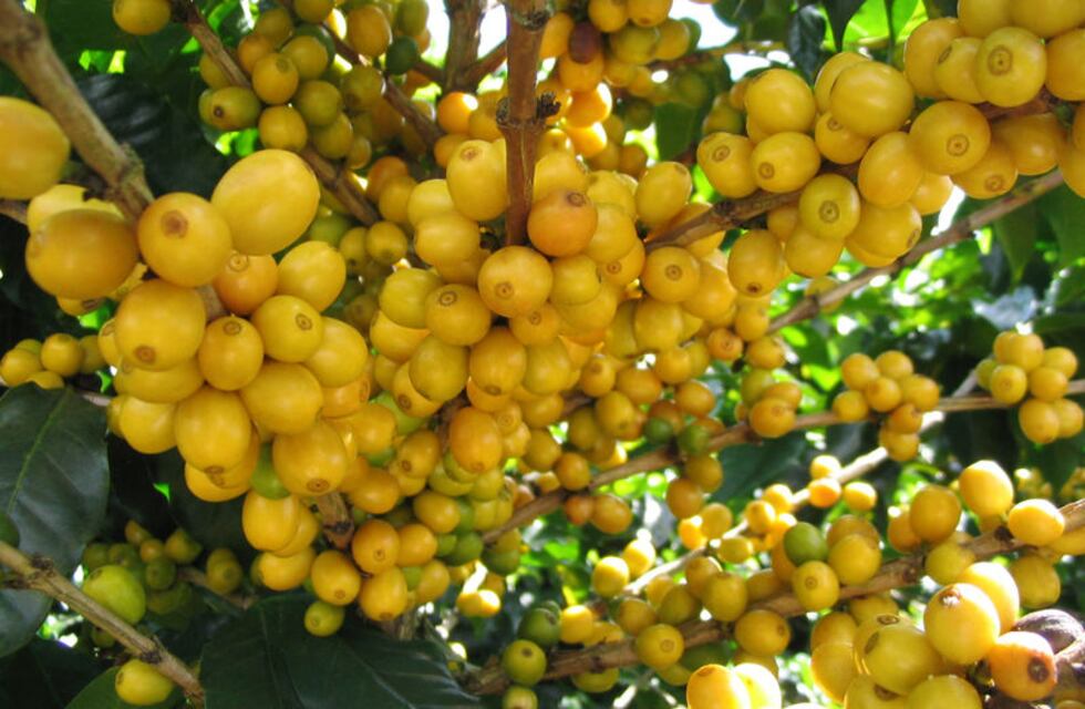 La fruta de oro con colágeno natural que mantiene la piel suave y radiante