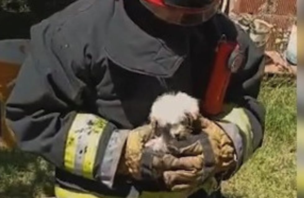 Tierno video: el rescate a un cachorro que cayó a un pozo de siete metros de profundidad en Córdoba