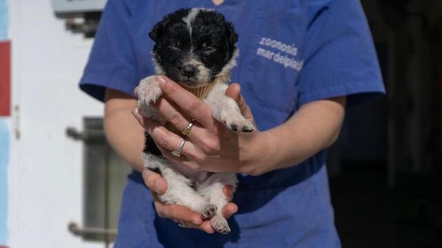El equipo de la vacunación antirrábica continúa visitando distintos barrios de nuestra ciudad.