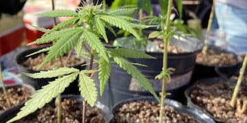 Marcha Mundial de la Marihuana