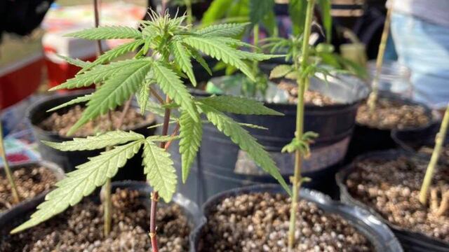 Marcha Mundial de la Marihuana