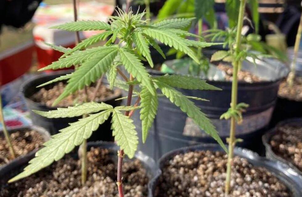 Marcharon por la legalización completa del cannabis en Rosario