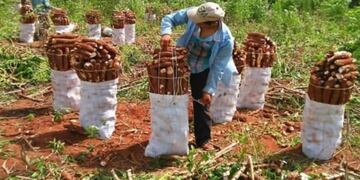 Montecarlo: intentó evitar que le robaran mandiocas y terminó detenido. Imagen ilustrativa.