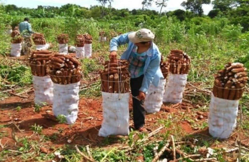 Montecarlo: intentó evitar que le robaran mandiocas y terminó detenido
